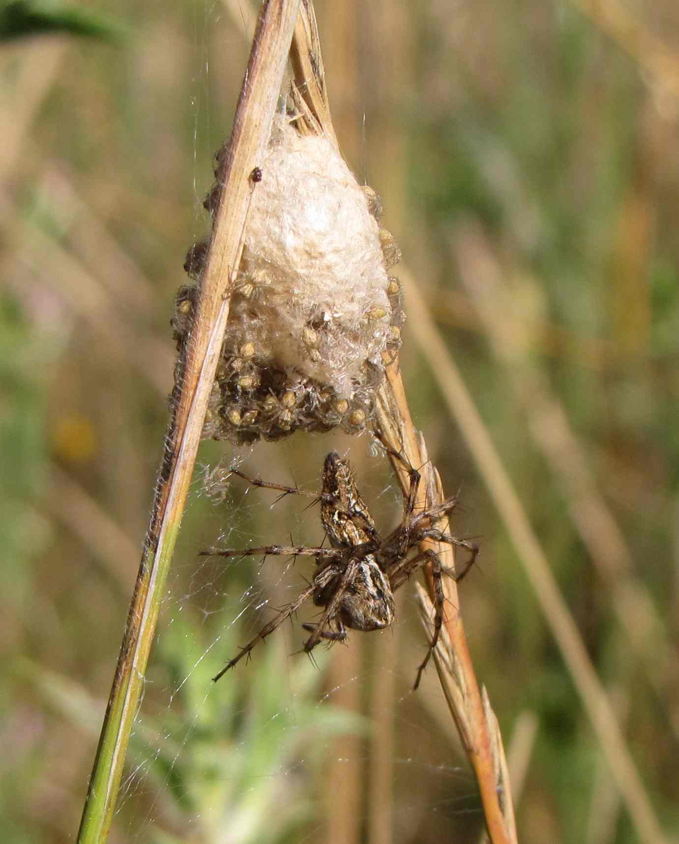 Oxyopes sp.